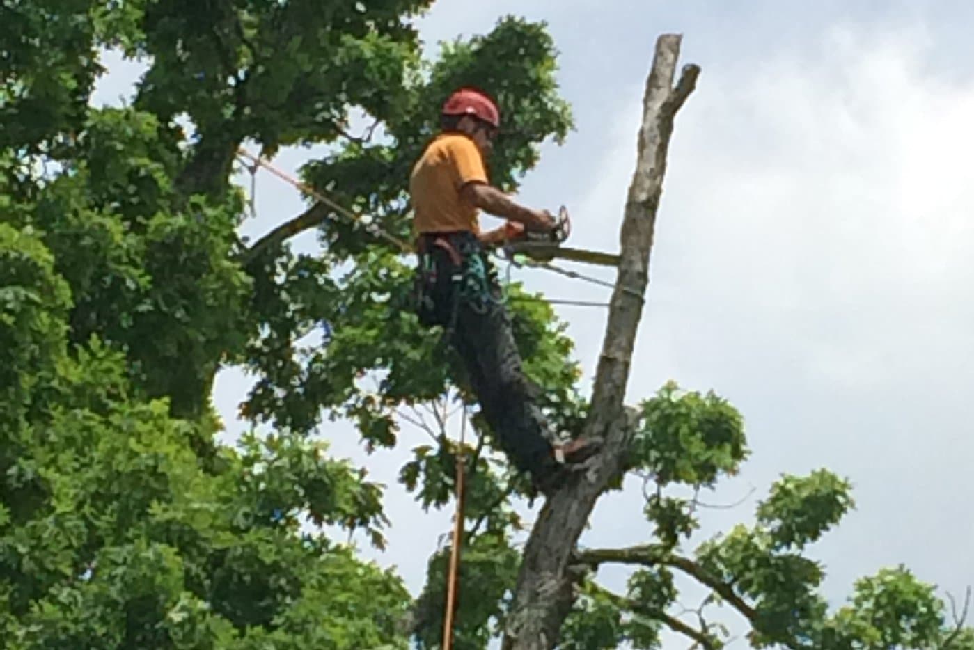 Tree Pruning Service in Northern Virginia ProArbor | ProArbor Tree Removal & Tree Maintenance