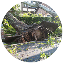 natural disaster tree removal